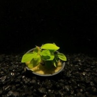 5 potted anubias nana golden