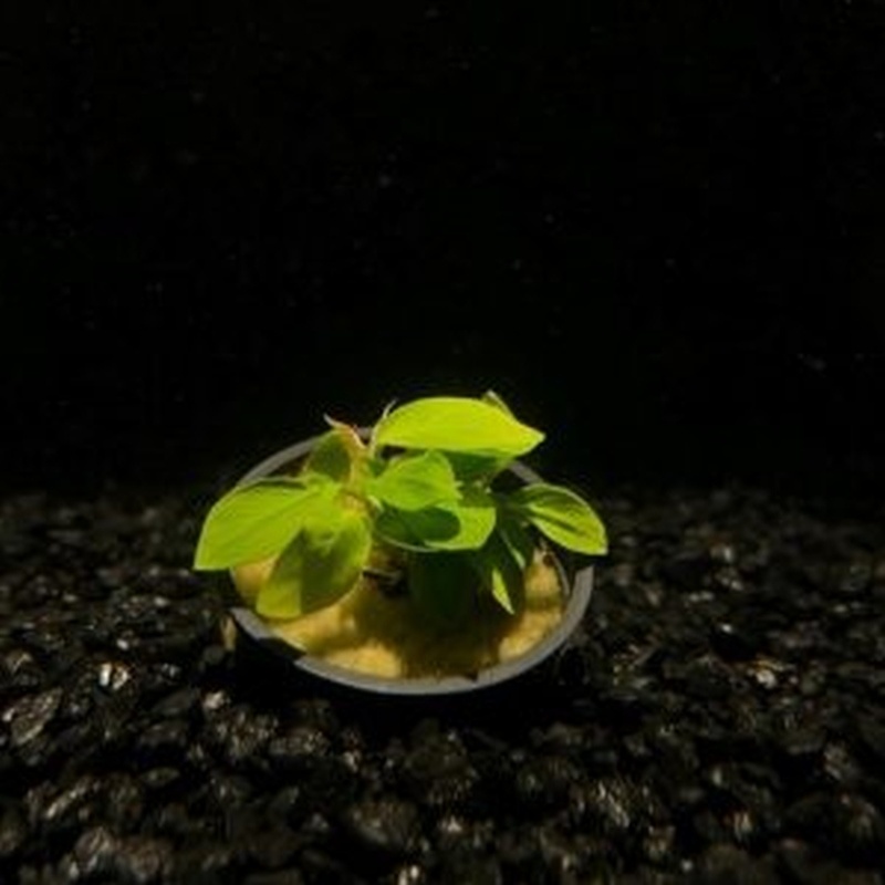 5 potted anubias nana golden