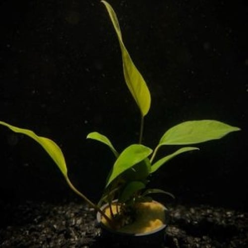 5 potted anubias nana nancoon