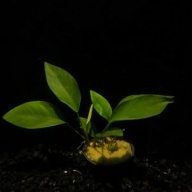 5 potted anubias nana nangi