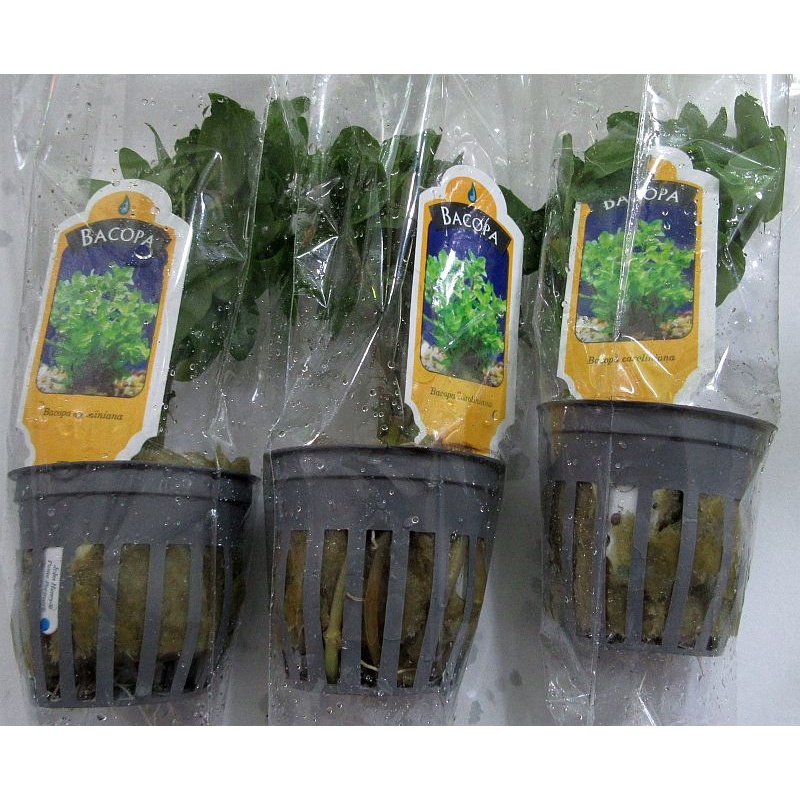 6 potted bacopa