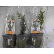 4 potted  bolbitis heudelotii