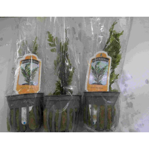 4 potted  bolbitis heudelotii