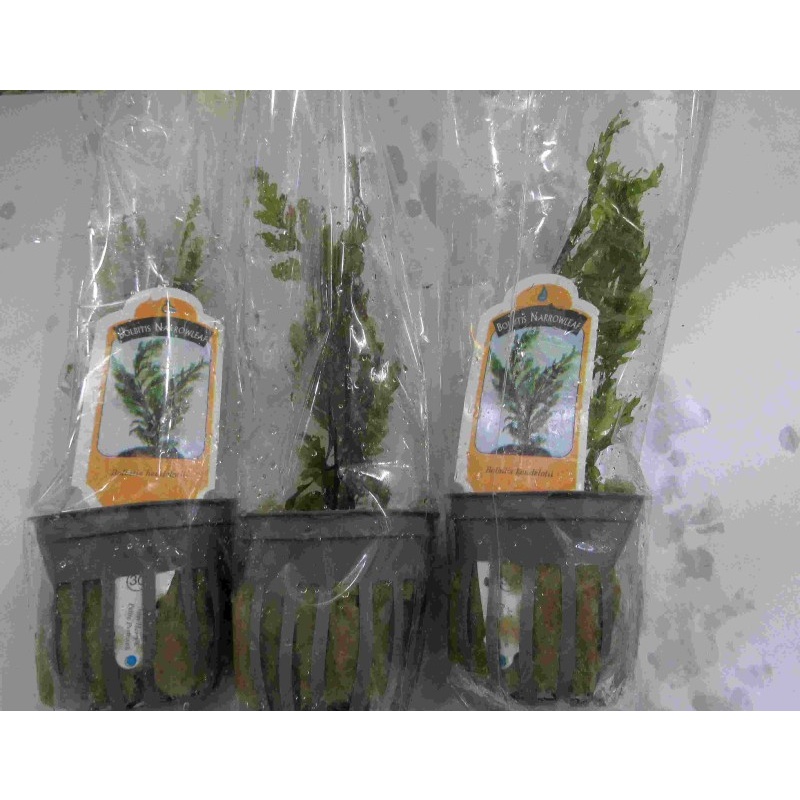 4 potted  bolbitis heudelotii