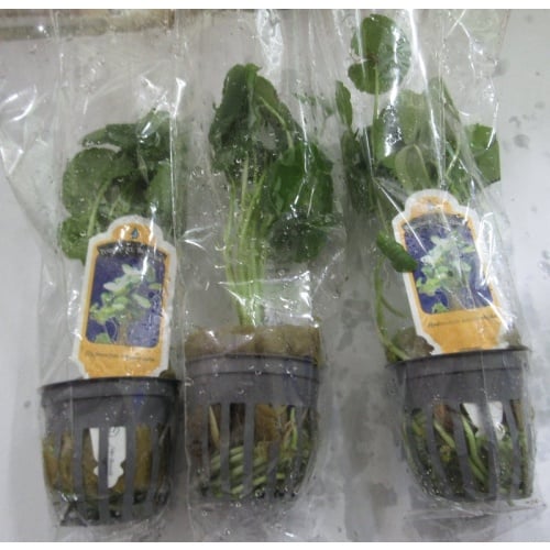 6 potted brazil pennywort