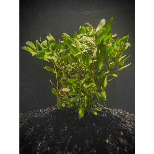 6 potted cuba ludwigia