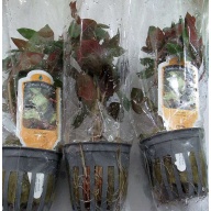 6 potted dark red ludwigia