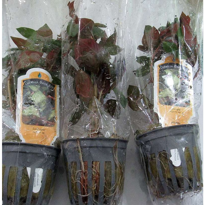 6 potted dark red ludwigia