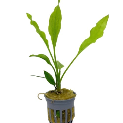 5 potted grandifolius  swords