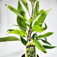 6 potted green temple
