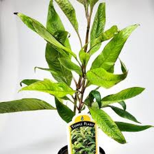 6 potted green temple