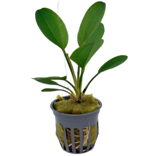 5 potted harbich  swords
