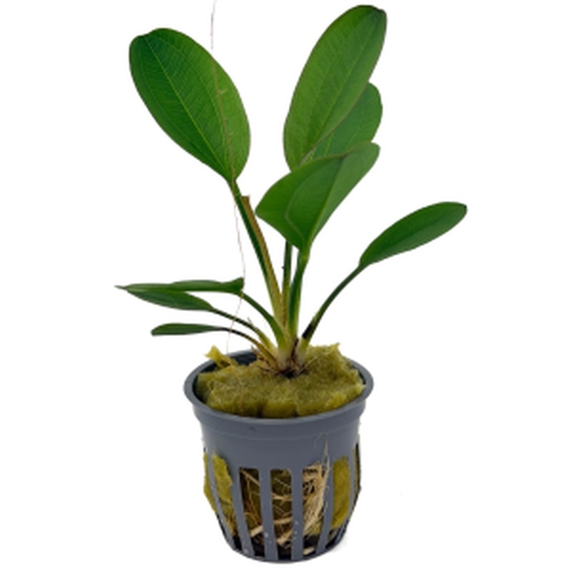 5 potted harbich  swords
