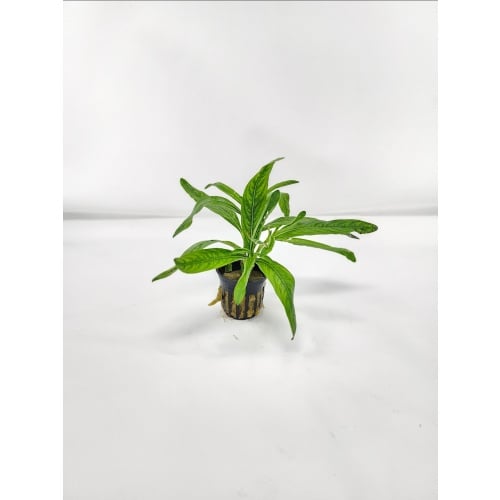 6 potted hygro odora