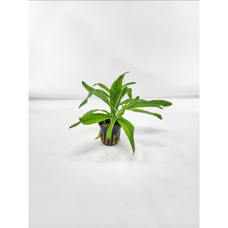6 potted hygro odora