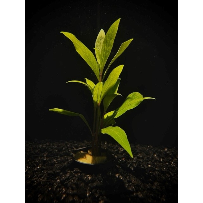 6 potted hygro willow