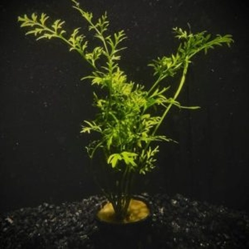6 potted indian fern water sprite