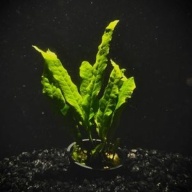 6 potted java ferns