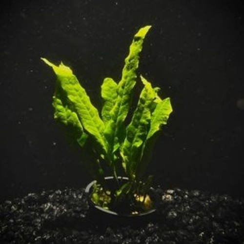 6 potted java ferns