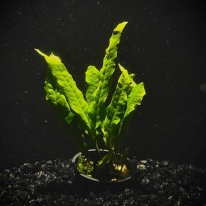 6 potted java ferns