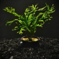 6 potted  java fern windelov