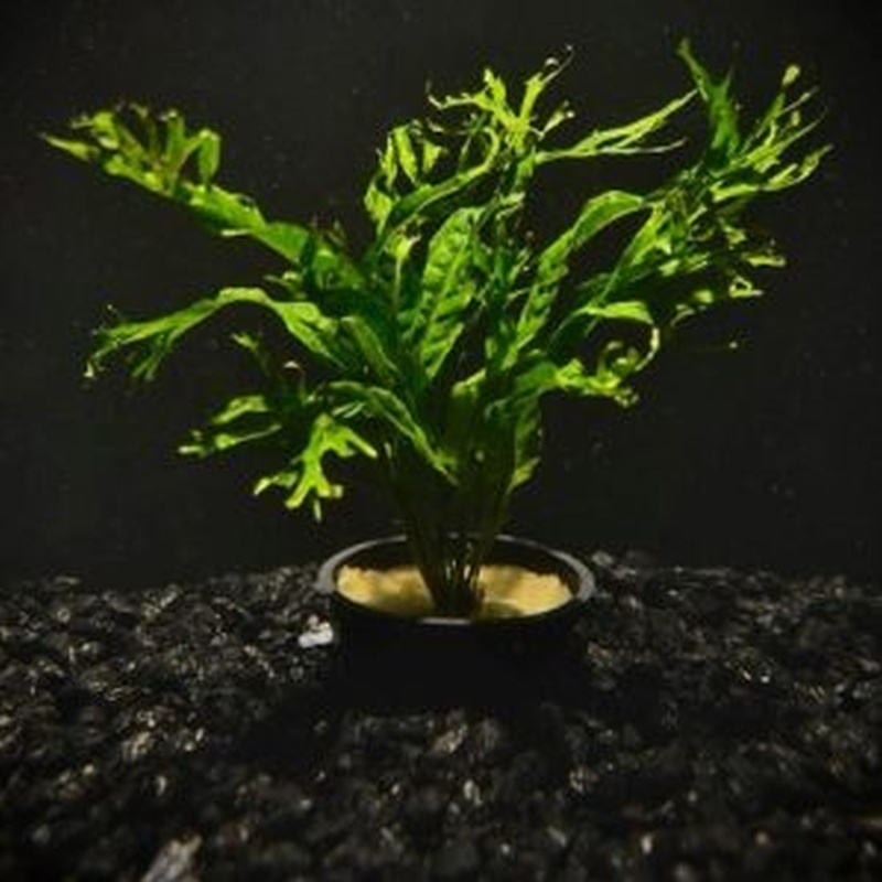 6 potted  java fern windelov