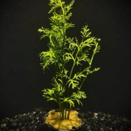 6 potted lace leaf water sprite