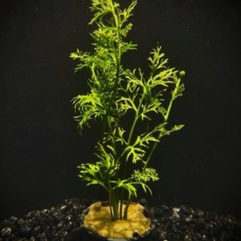 6 potted lace leaf water sprite