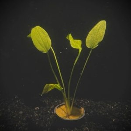 5 potted marble queen  swords