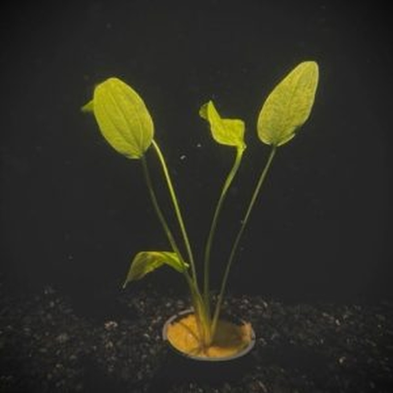 5 potted marble queen  swords