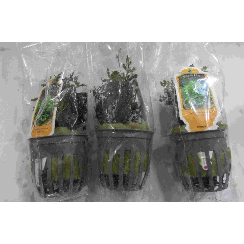 5 potted mini bolbitis