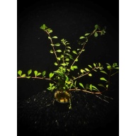 6 potted needle leaf ludwigia