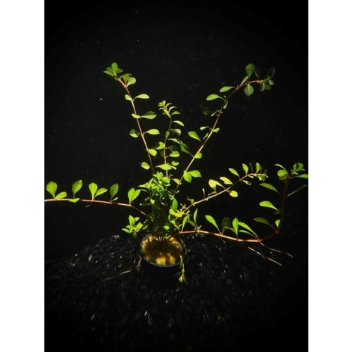6 potted needle leaf ludwigia