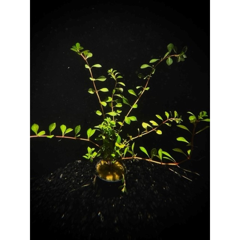 6 potted needle leaf ludwigia
