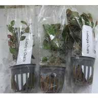 6 potted ovalis ludwigia