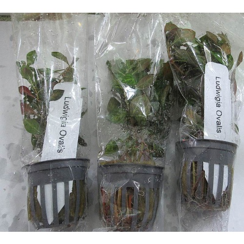 6 potted ovalis ludwigia
