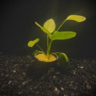 5 potted ozelot green  swords