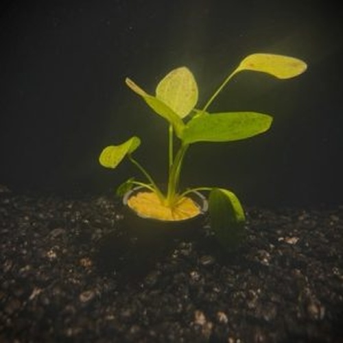 5 potted ozelot green  swords