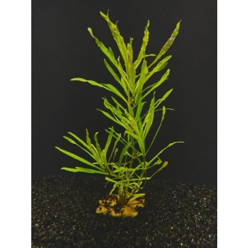 6 potted pogostellatus narrowleaf