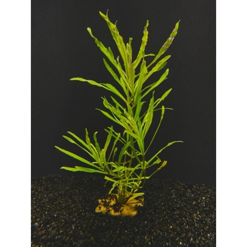 6 potted pogostellatus narrowleaf