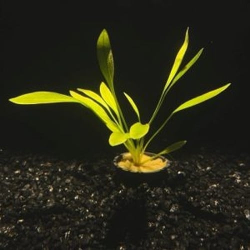 5 potted pygmy chain swords