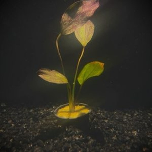 5 potted ozelot red  swords