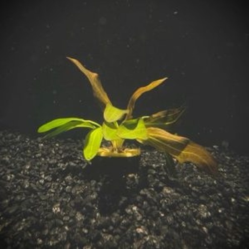 5 potted red rubin swords