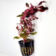 6 potted scarlet temple