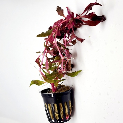 6 potted scarlet temple