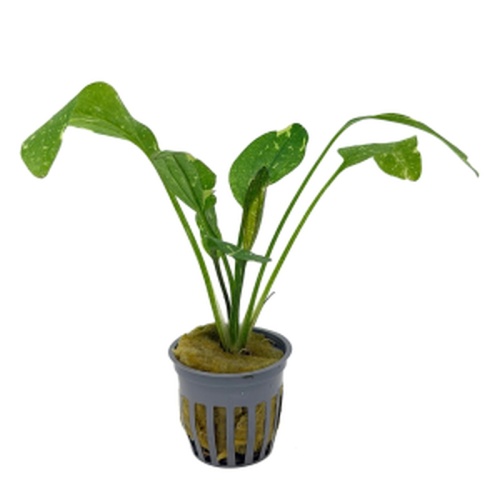 5 potted sparkle swords