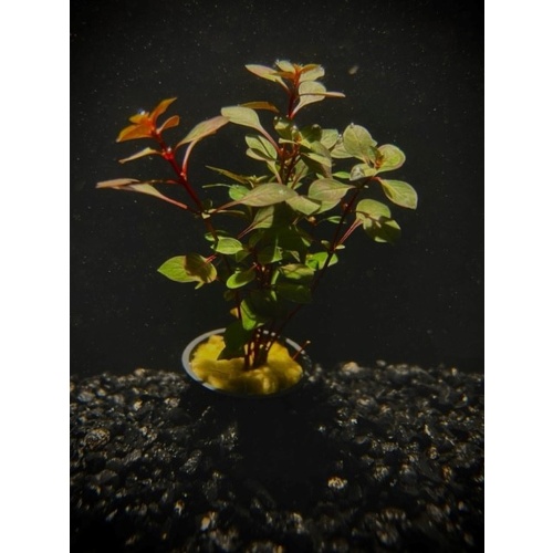 6 potted super red mini ludwigia