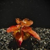 6 potted  tiger lotus