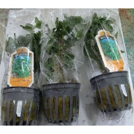 6 potted wisteria