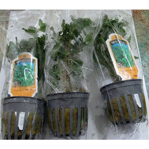 6 potted wisteria